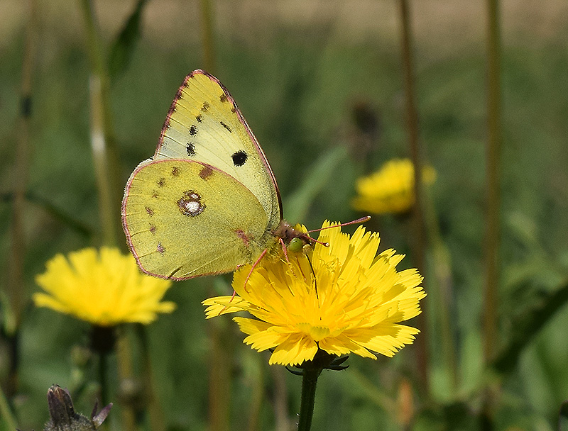 Colias crocea f. helice, Pieridae